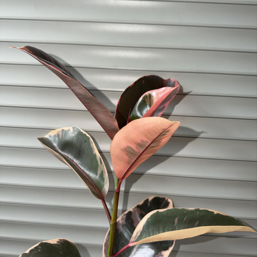 🌿 Фикус эластика ‘Belize / Ruby