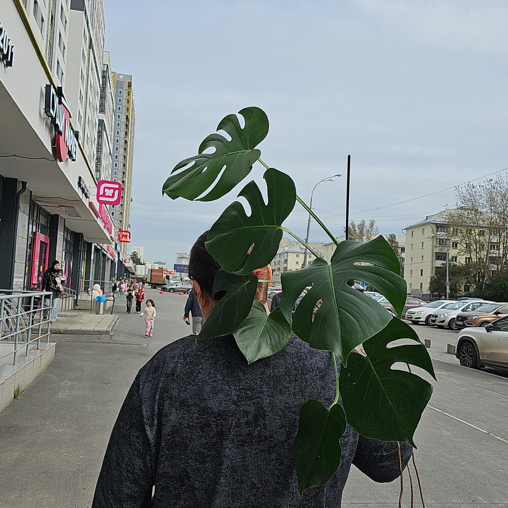 Монстера Делициоза