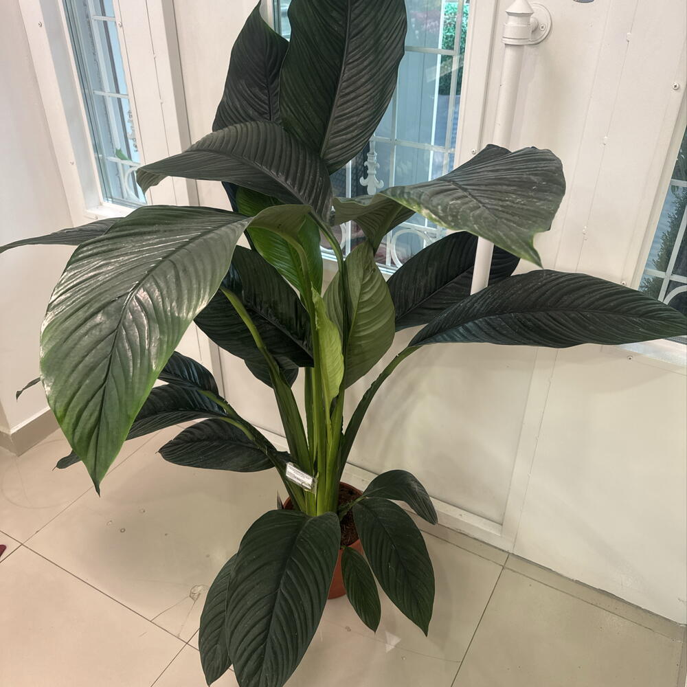 Спатифиллум Сенсейшн (Spathiphyllum  Sensation )