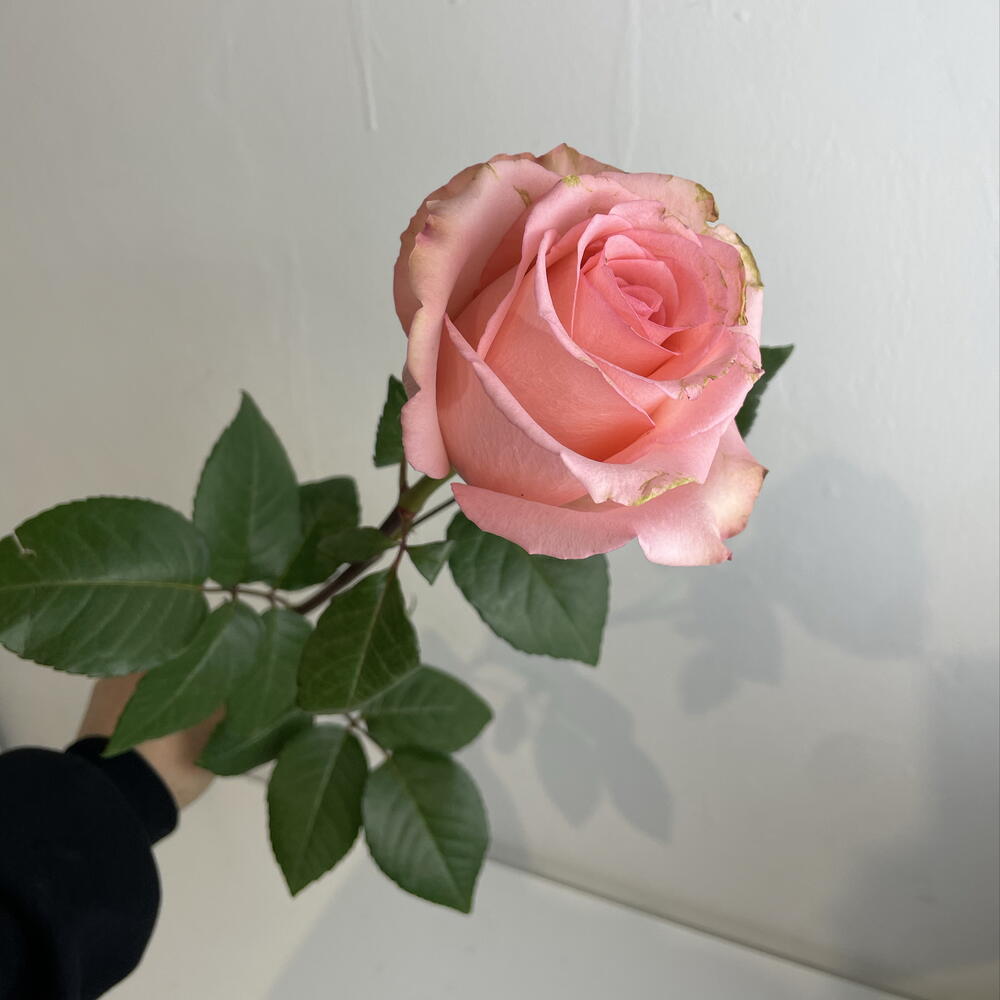 Розы нежные 💖