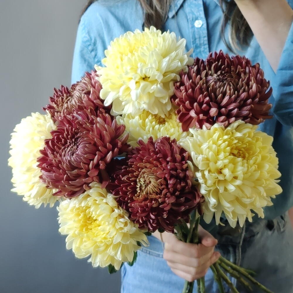 Дуо хризантем 💛