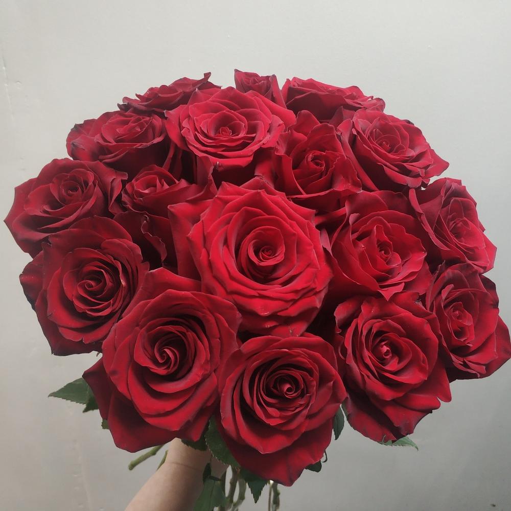 Шикарная эквадорская роза 17 шт