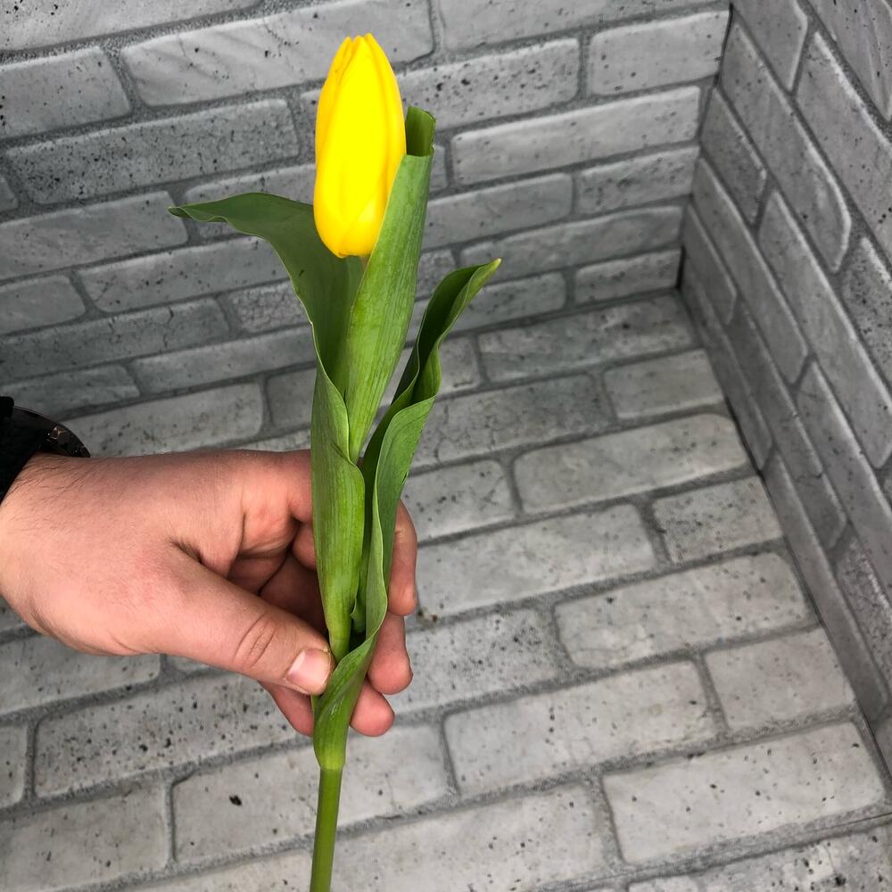 Тюльпан желтый