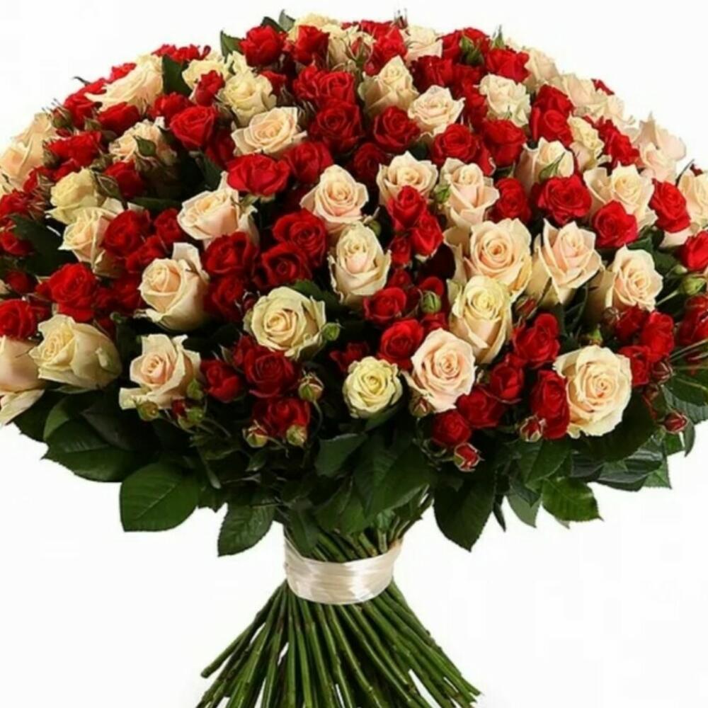 Роза кустовая красная (50 см.)
