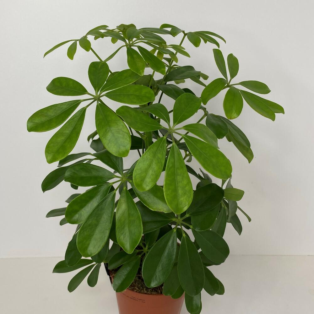 Schefflera Taiwaniana