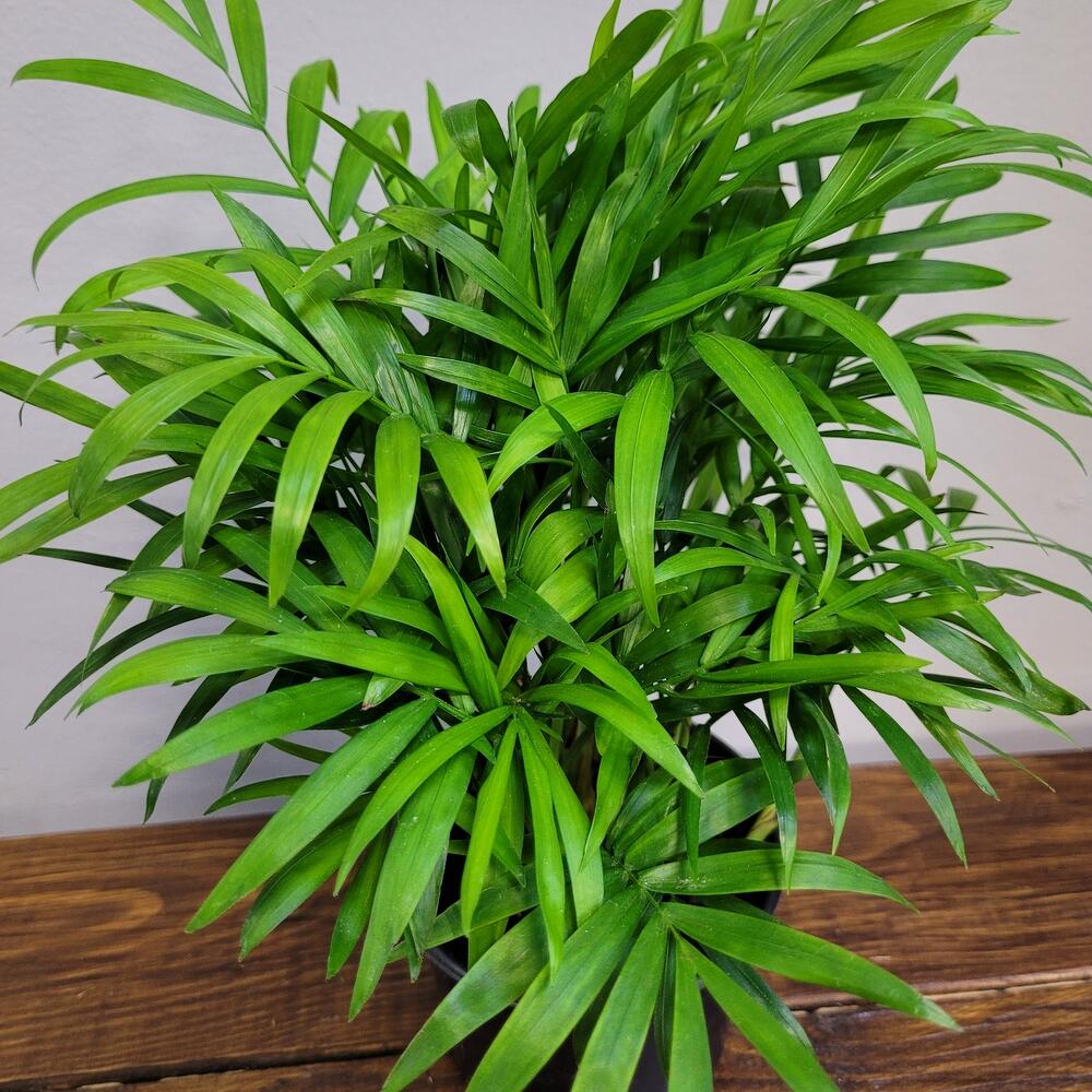 Хамедорея (Chamaedorea), Бамбуковая пальма, Живые растения в Уфе ...