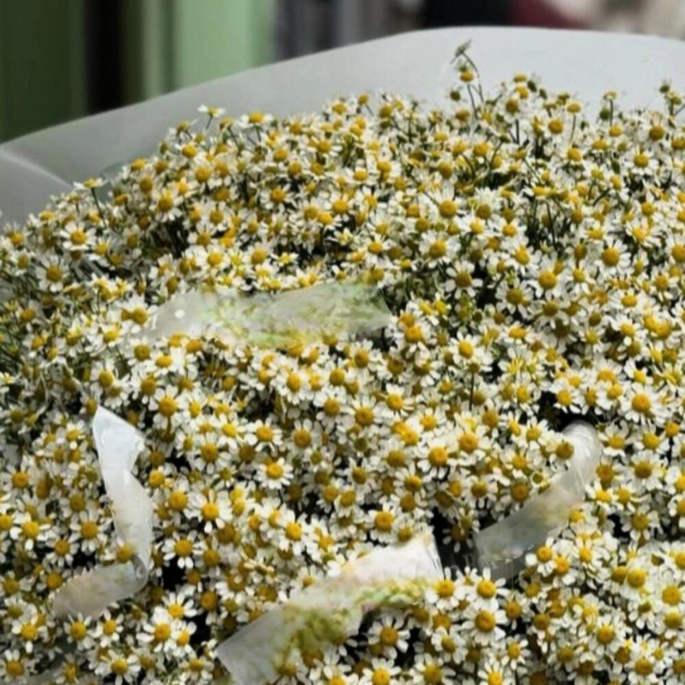Большой букет кустовых полевых ромашек