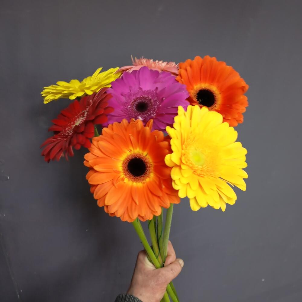 Bouquet 7 Gerber