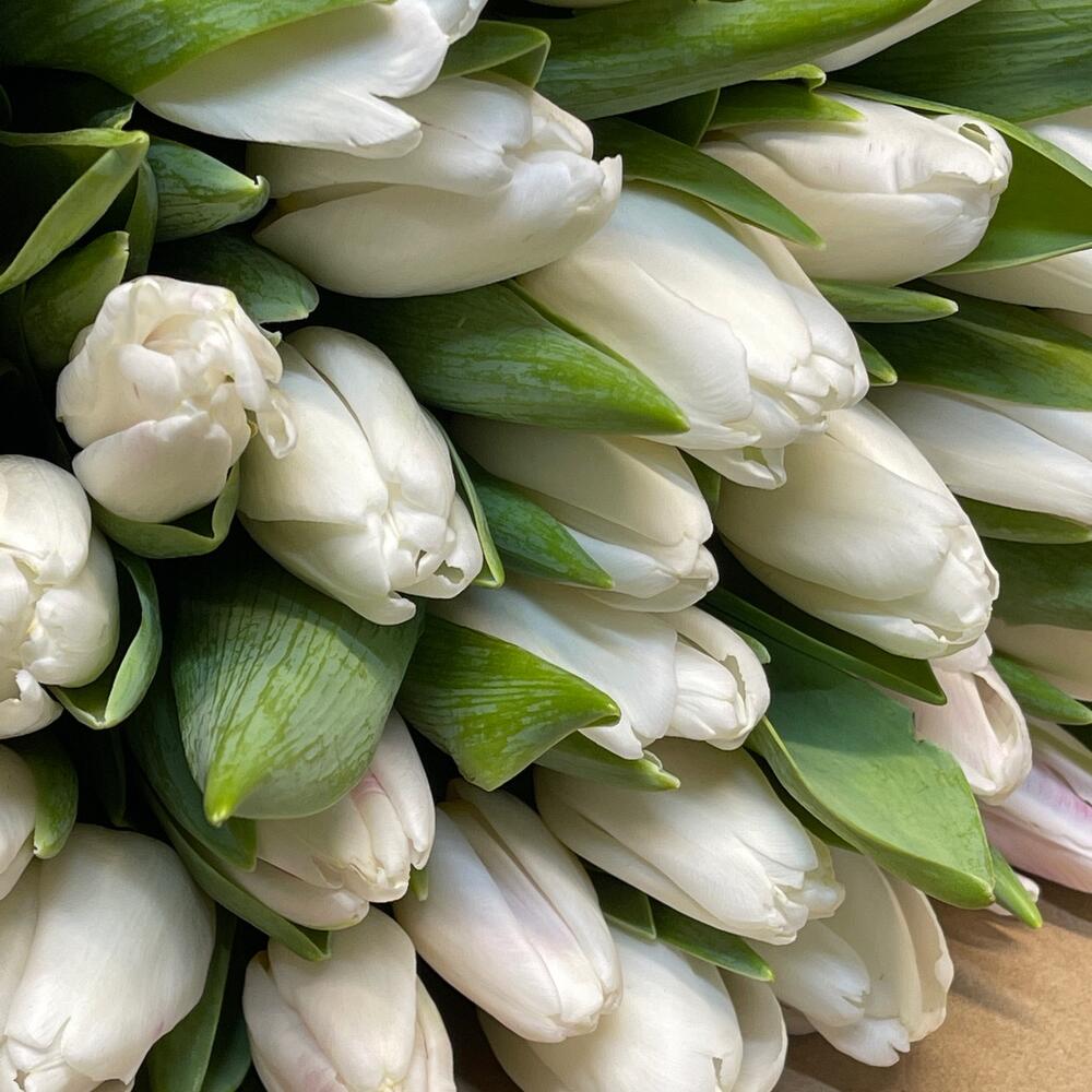 Белые тюльпаны 🌷