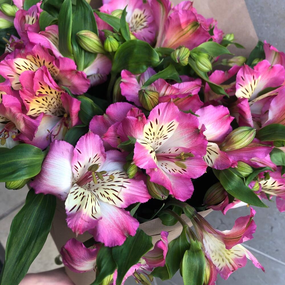 Букет альстромерия 🌸🌼🌸🌼🌸🌼🌸🌸