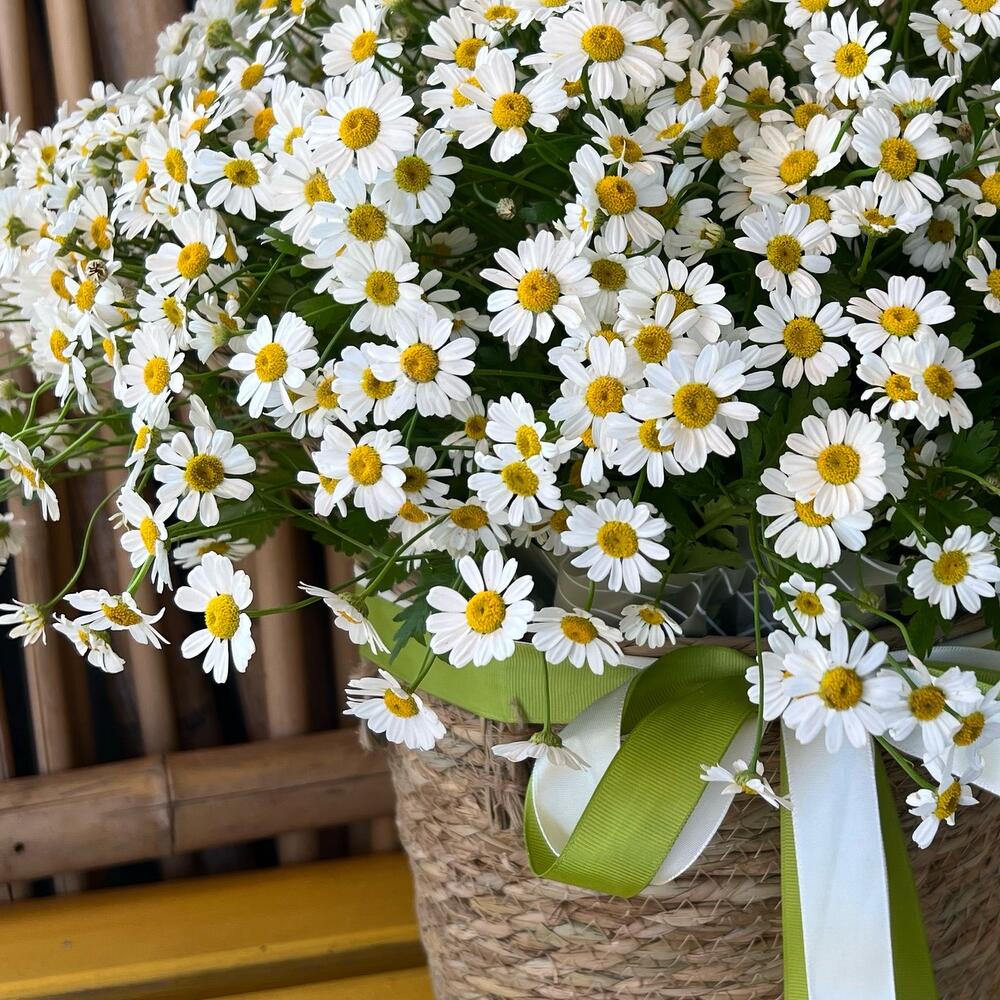 Basket of daisies