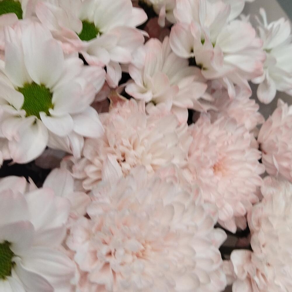 Букет "Розовый дуэт" из хризантемы