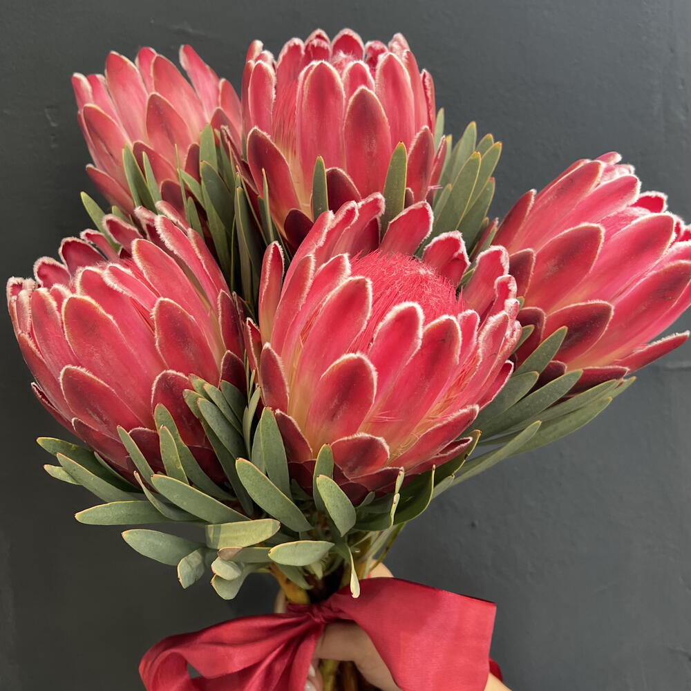 Protea
