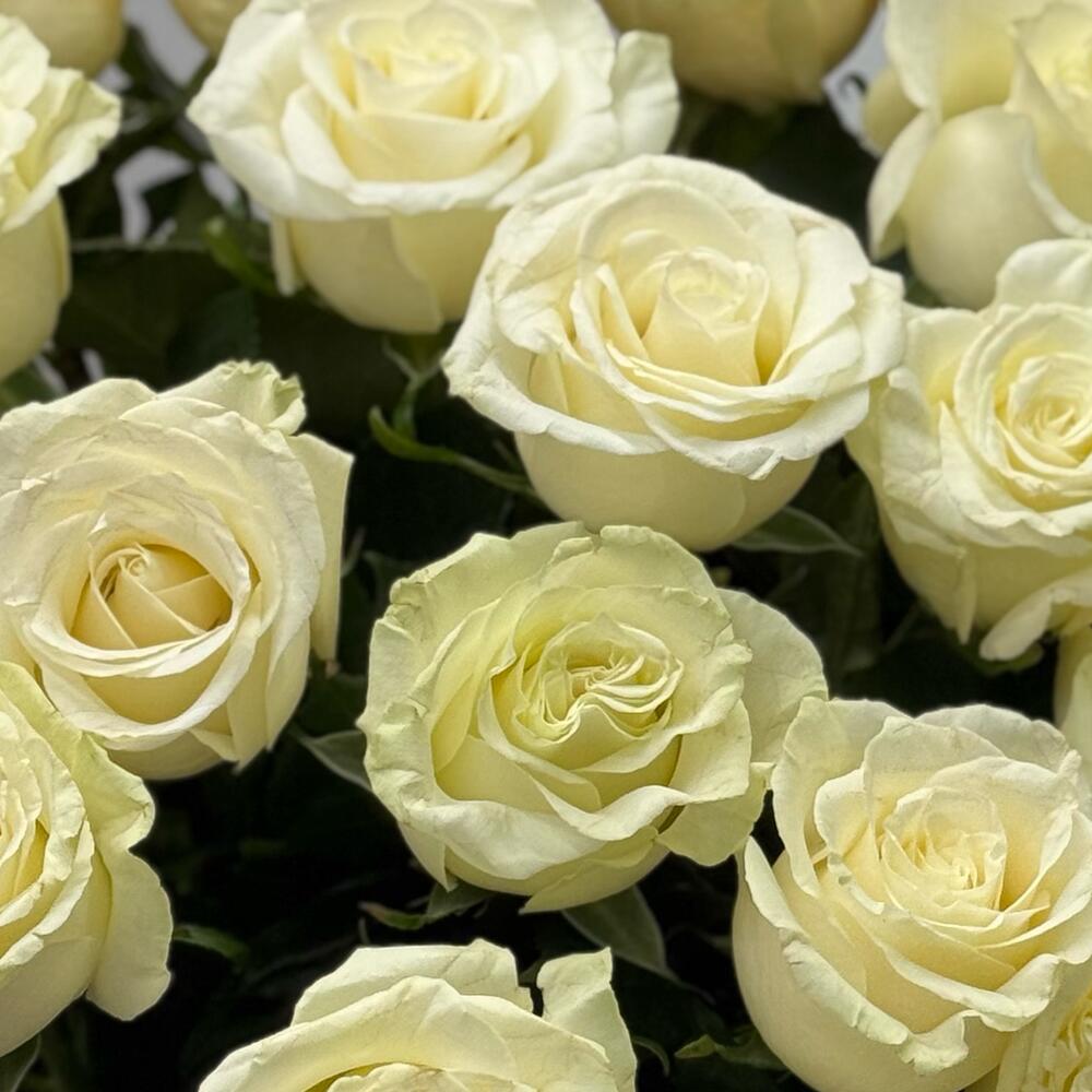 Bouquet of 25 Mondial roses