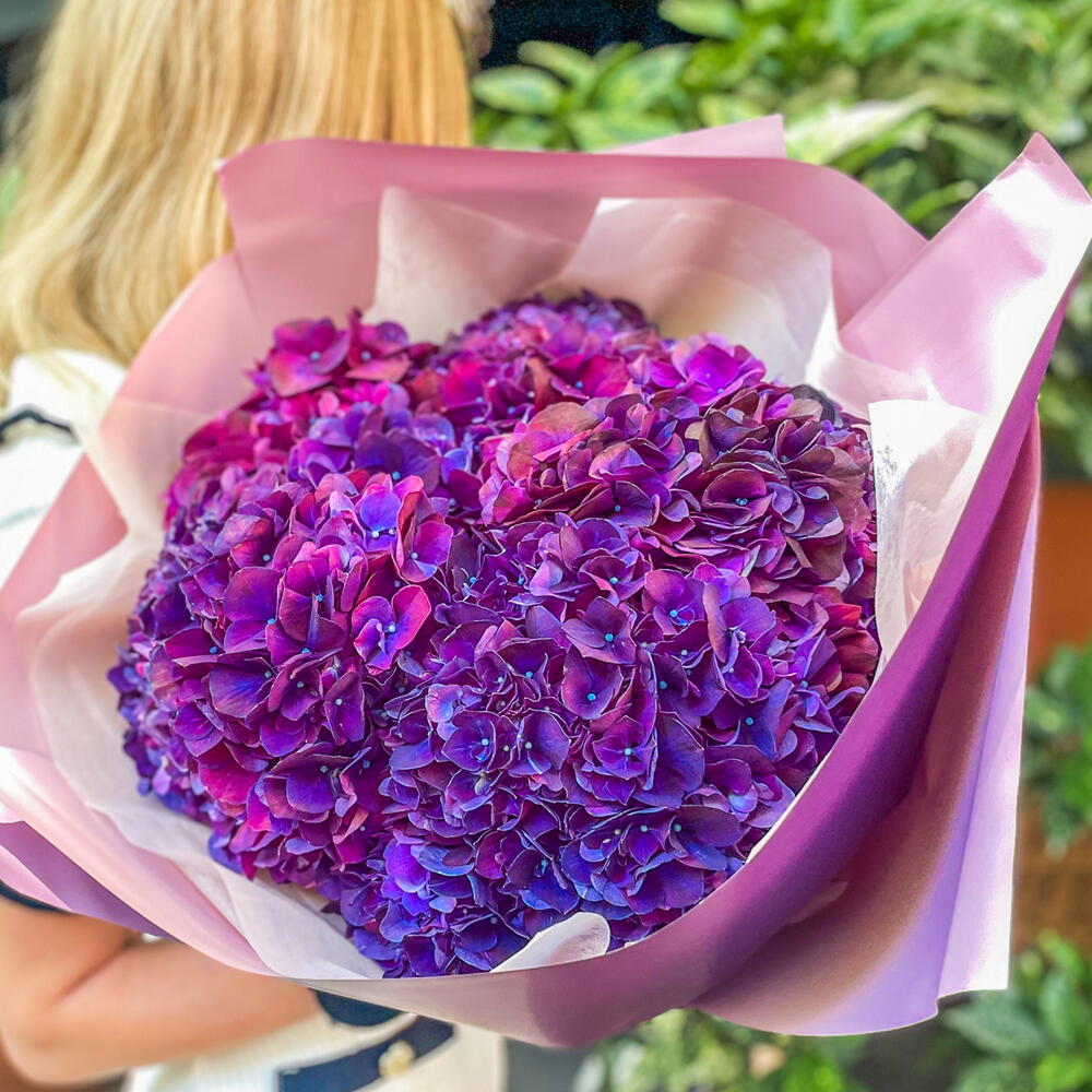 Lilac hydrangea