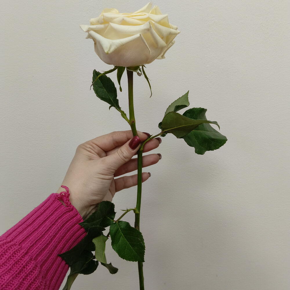 Роза Канделайт