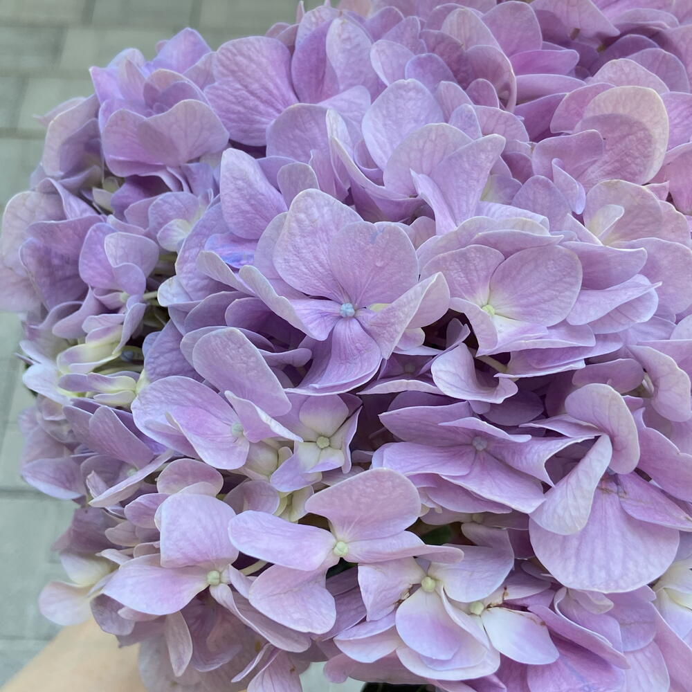Лавандовая гортензия 💜  (гортензии)