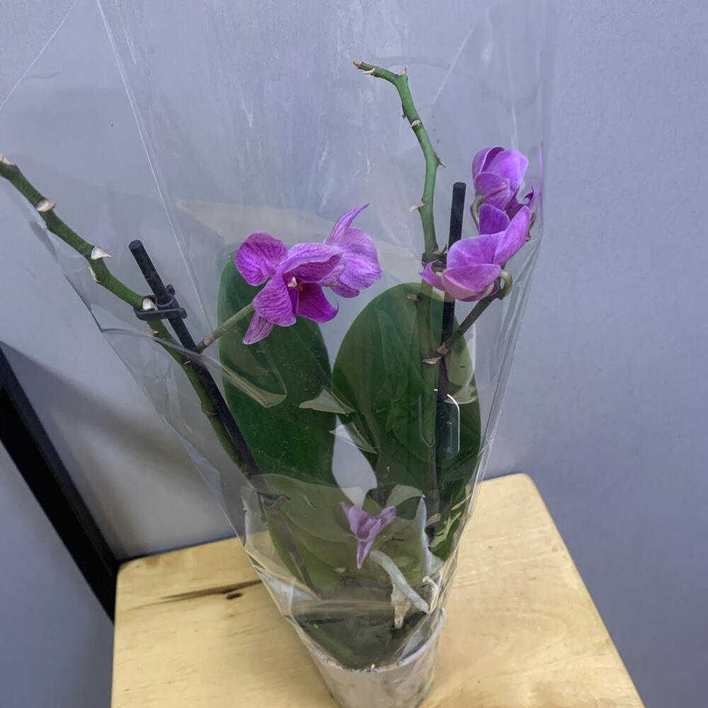 Орхидея Фаленопсис (Phalaenopsis)