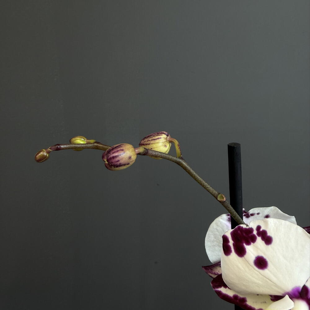 Орхидея Фаленопсис «Wild berry»
