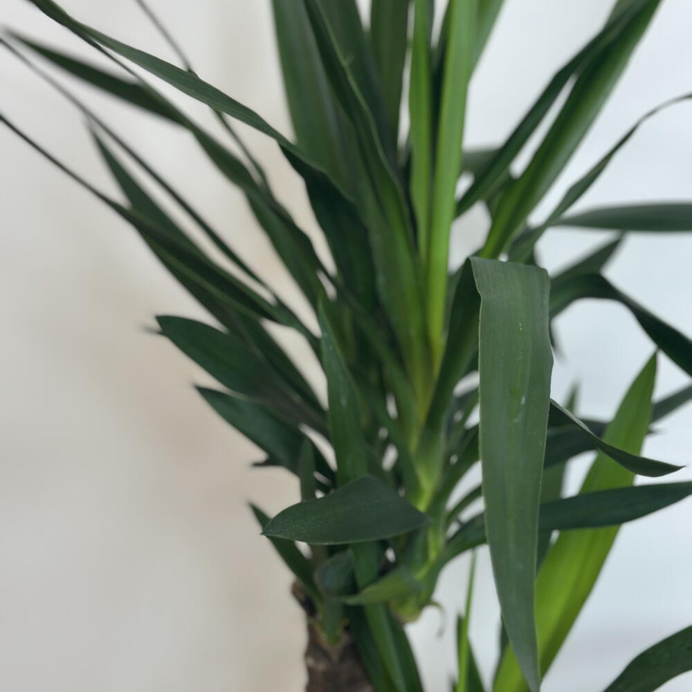 Юкка 🌿
