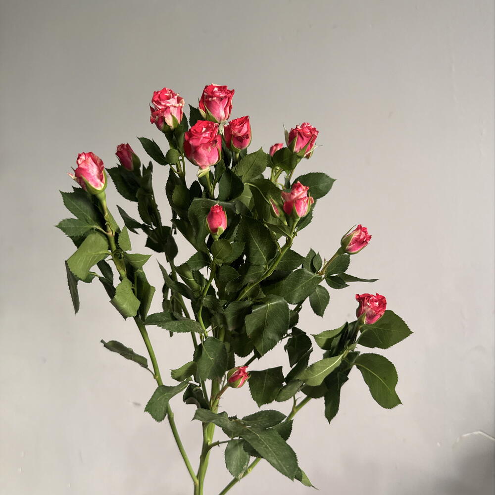 Роза кустовая