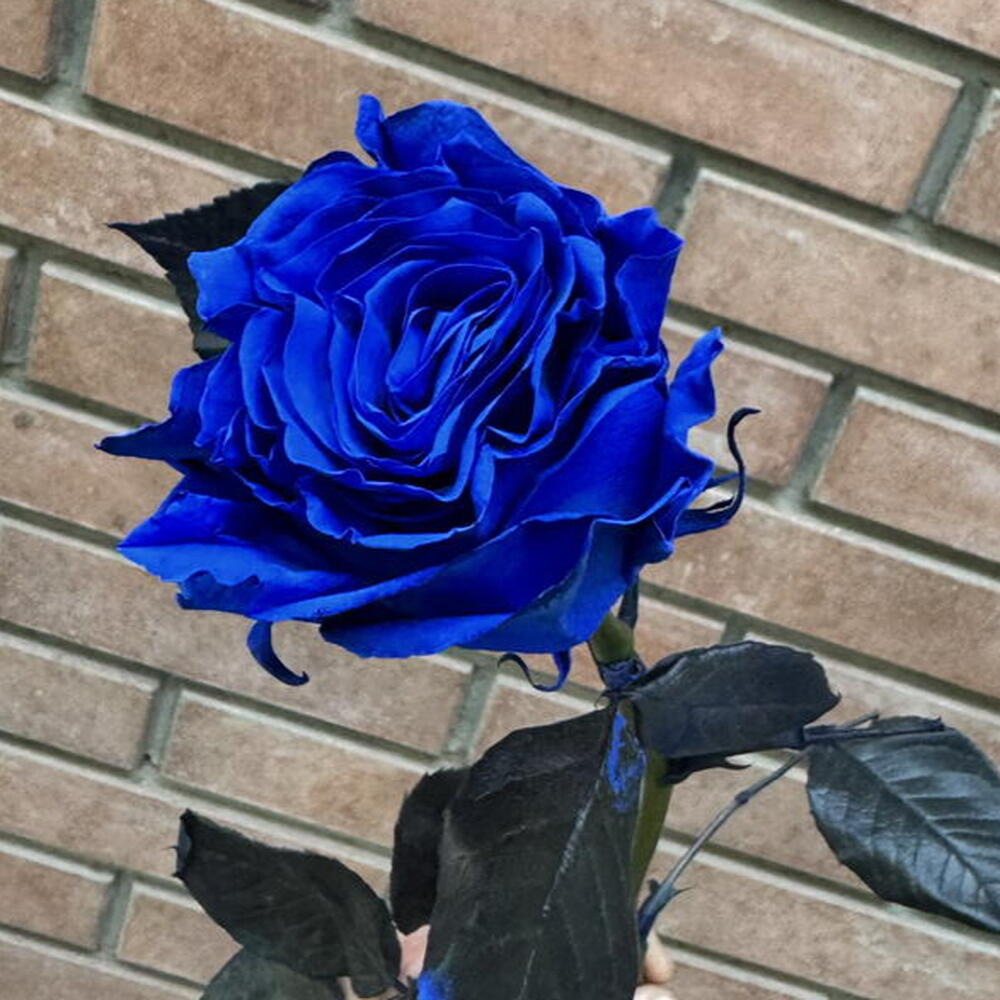 Роза Blue 60 см