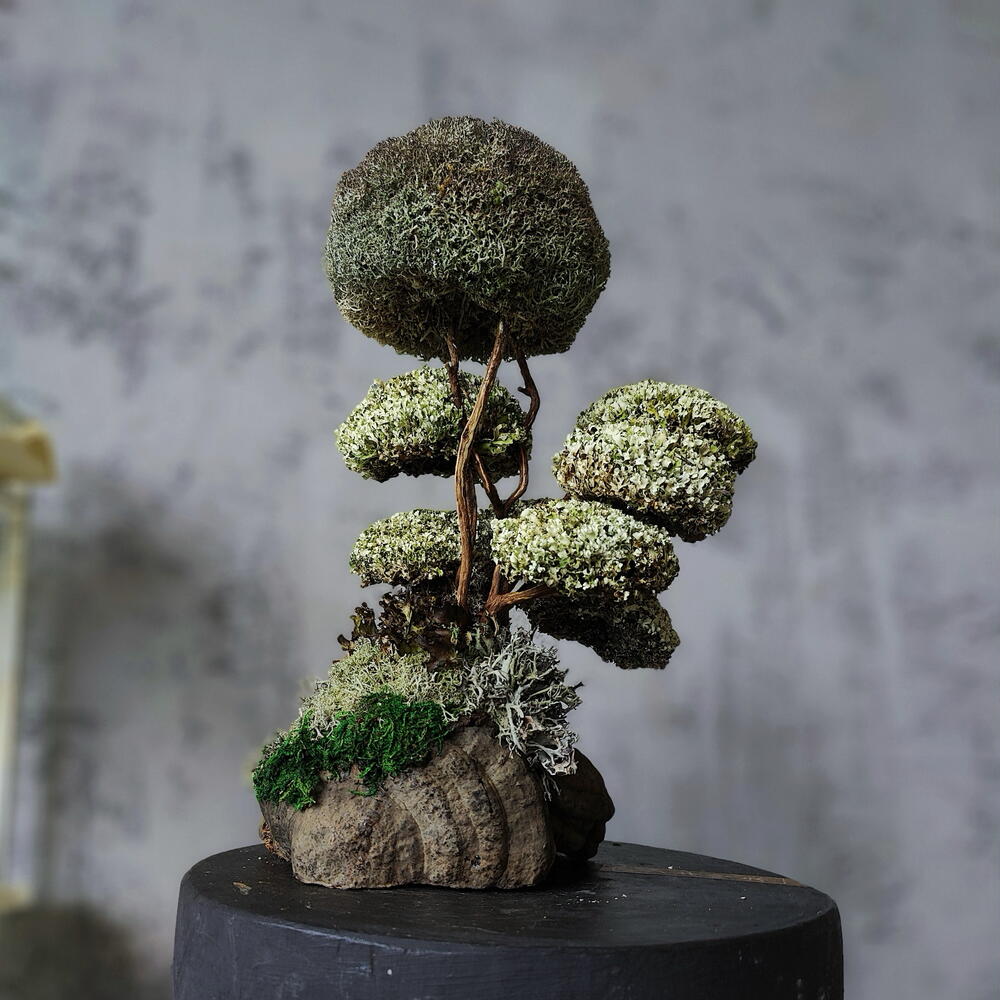TAMYR — a tree that is given instead of flowers
