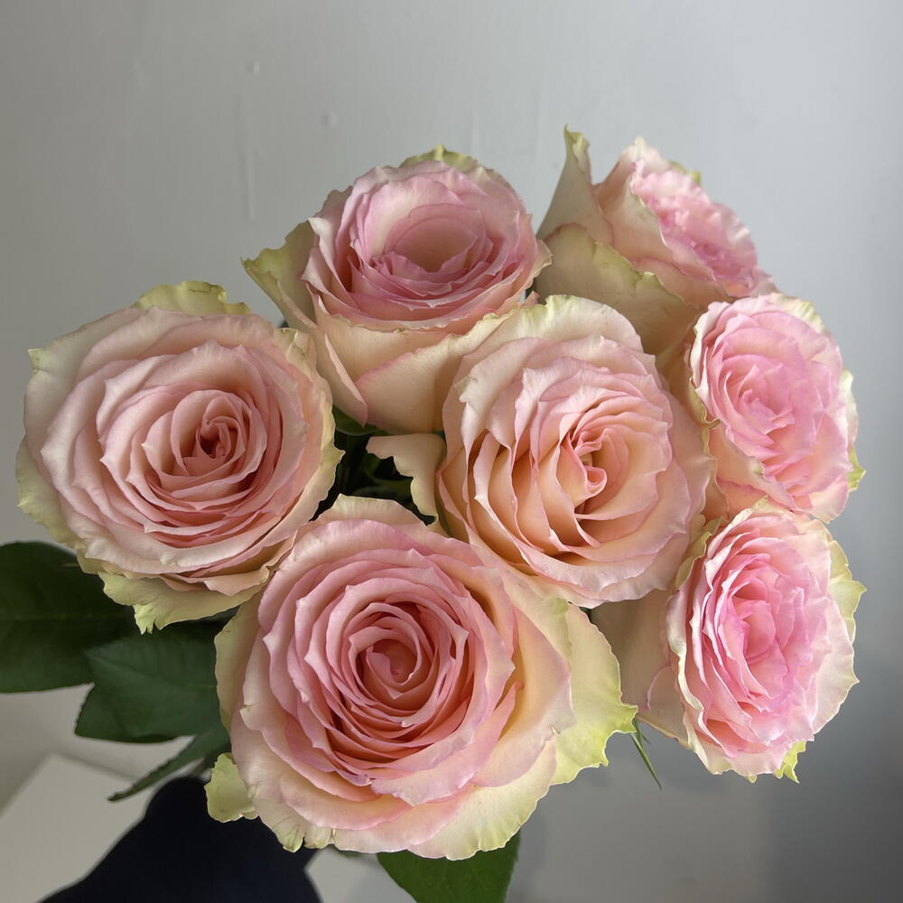 Розы нежные 🌸7