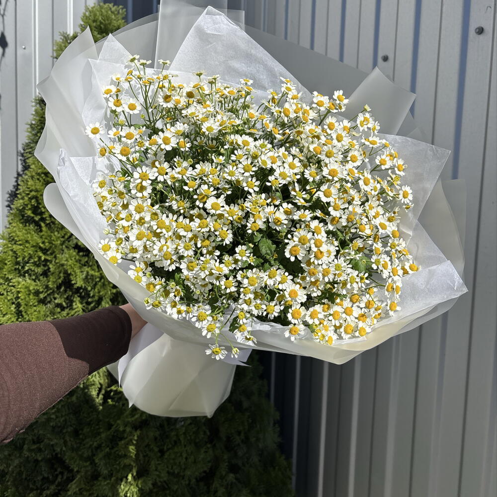 Матрикария 🌼🤍