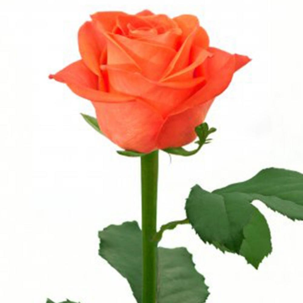 Вау в Хабаровске чайно-гибридная. Луковицы, рассада и саженцы