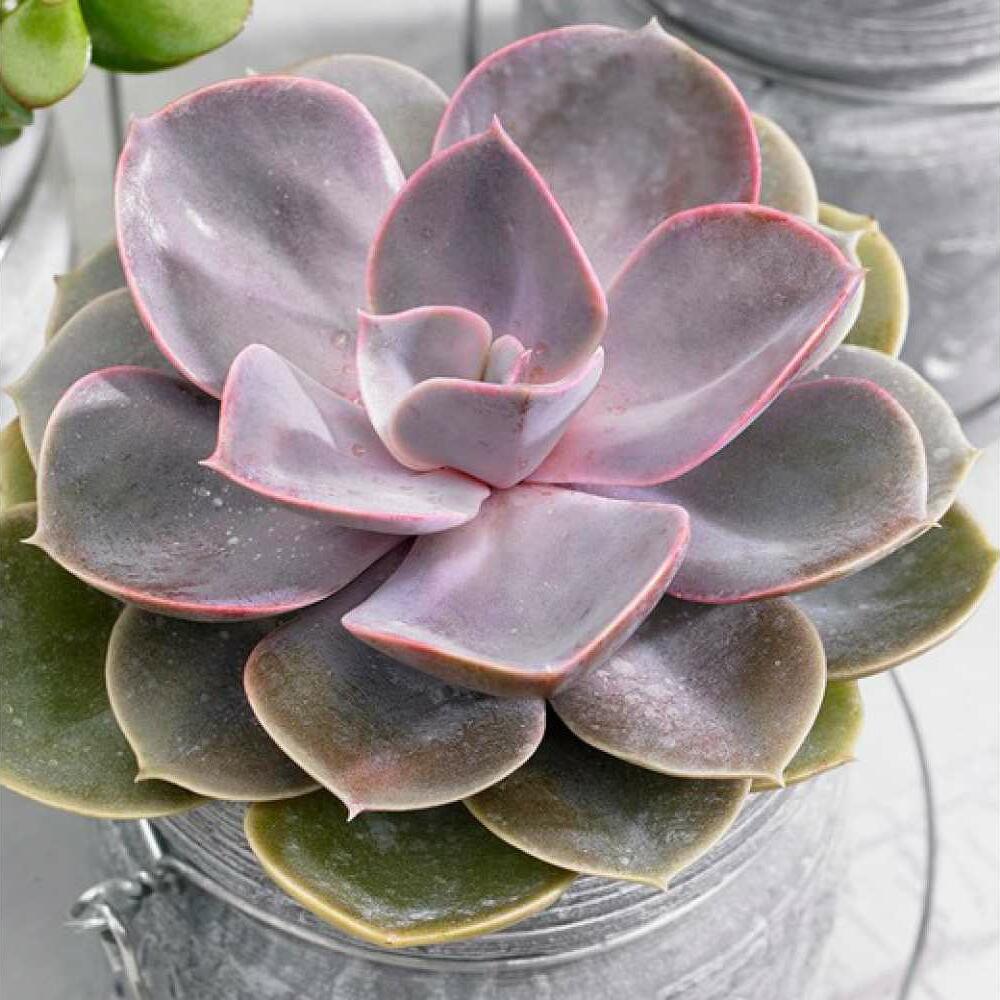 Эхеверия. Эхеверия «Жемчужина Нюрнберга» (Echeveria «Perle von Nurnberg»). Суккулент эхеверия Перл Нюрнберг. Эхеверия Пурпл Перл. Эхеверия Мистери.