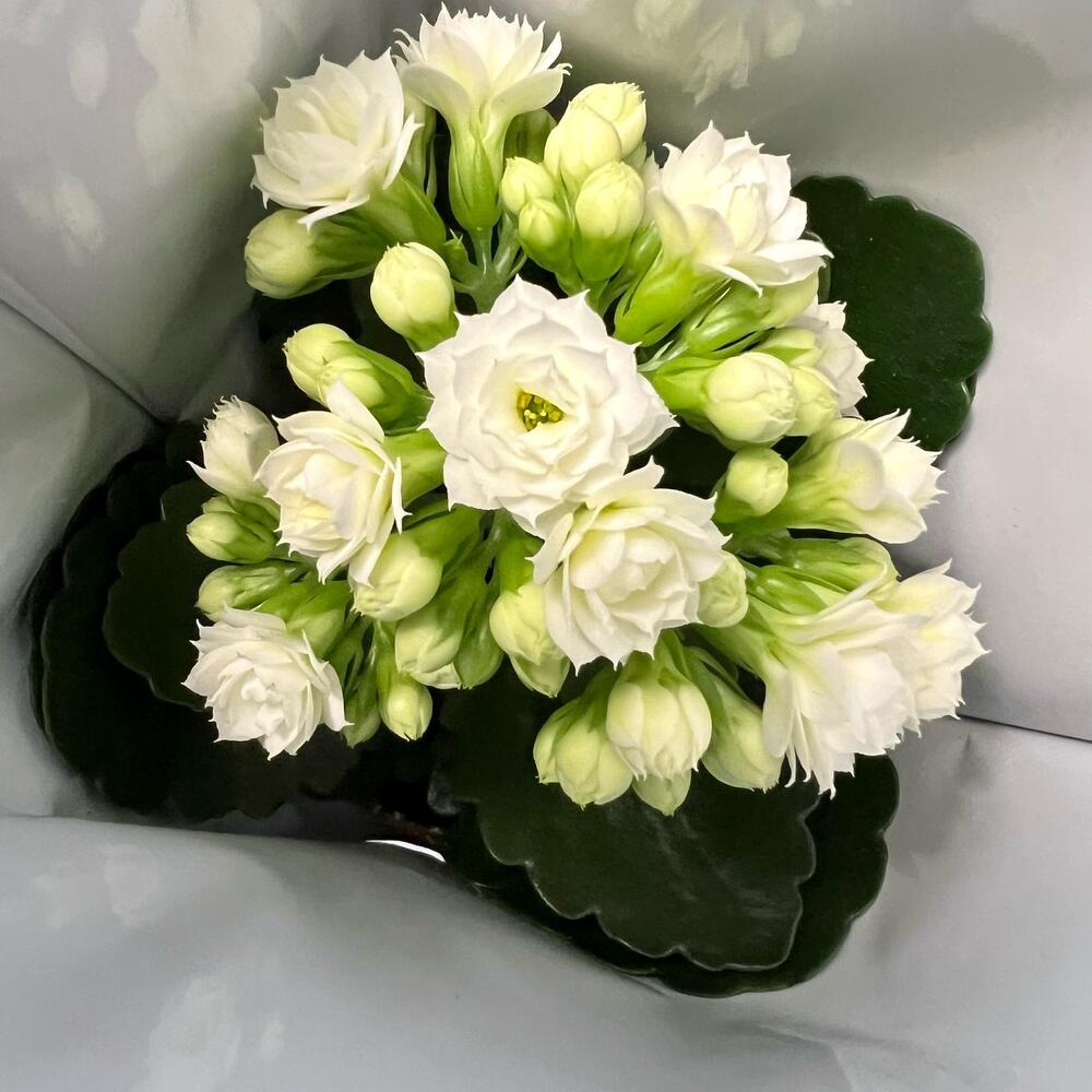 Комнатные экзотические растения, Живые растения в Пушкино, купить по ...