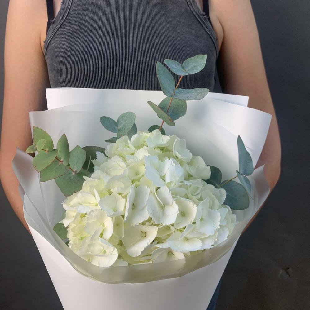 Hydrangea
