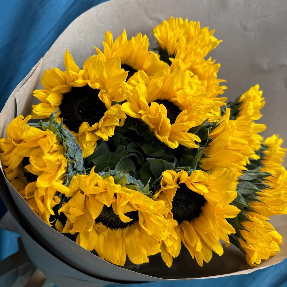 Подсолнухи 🌻 🌻
