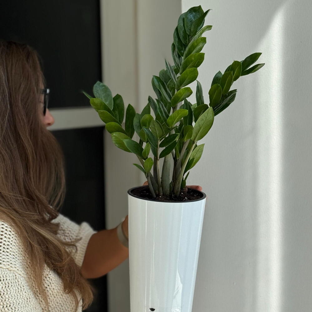 Zamioculcas ( repotted into a planter)