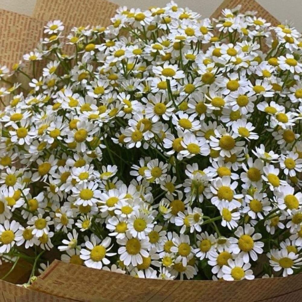 Букет Ромашка