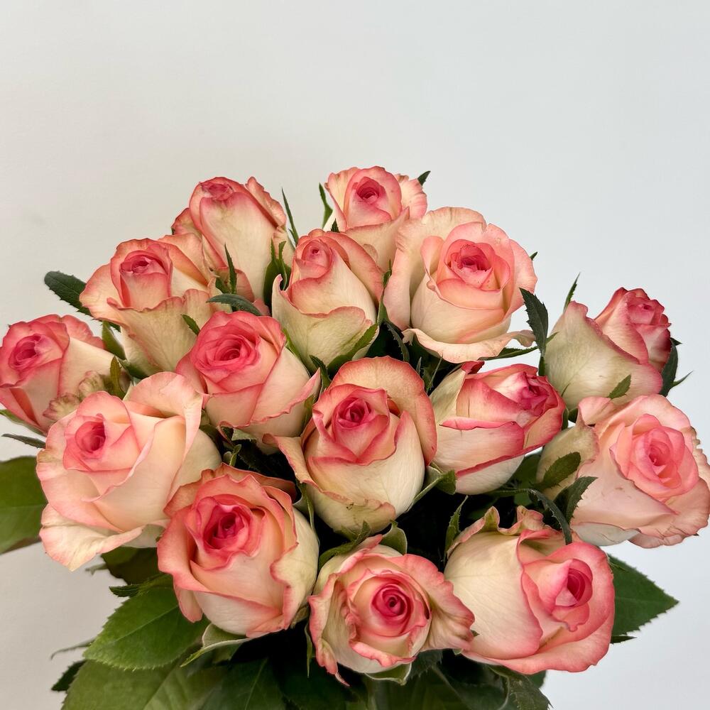 Роза " Джамиля" 15 шт