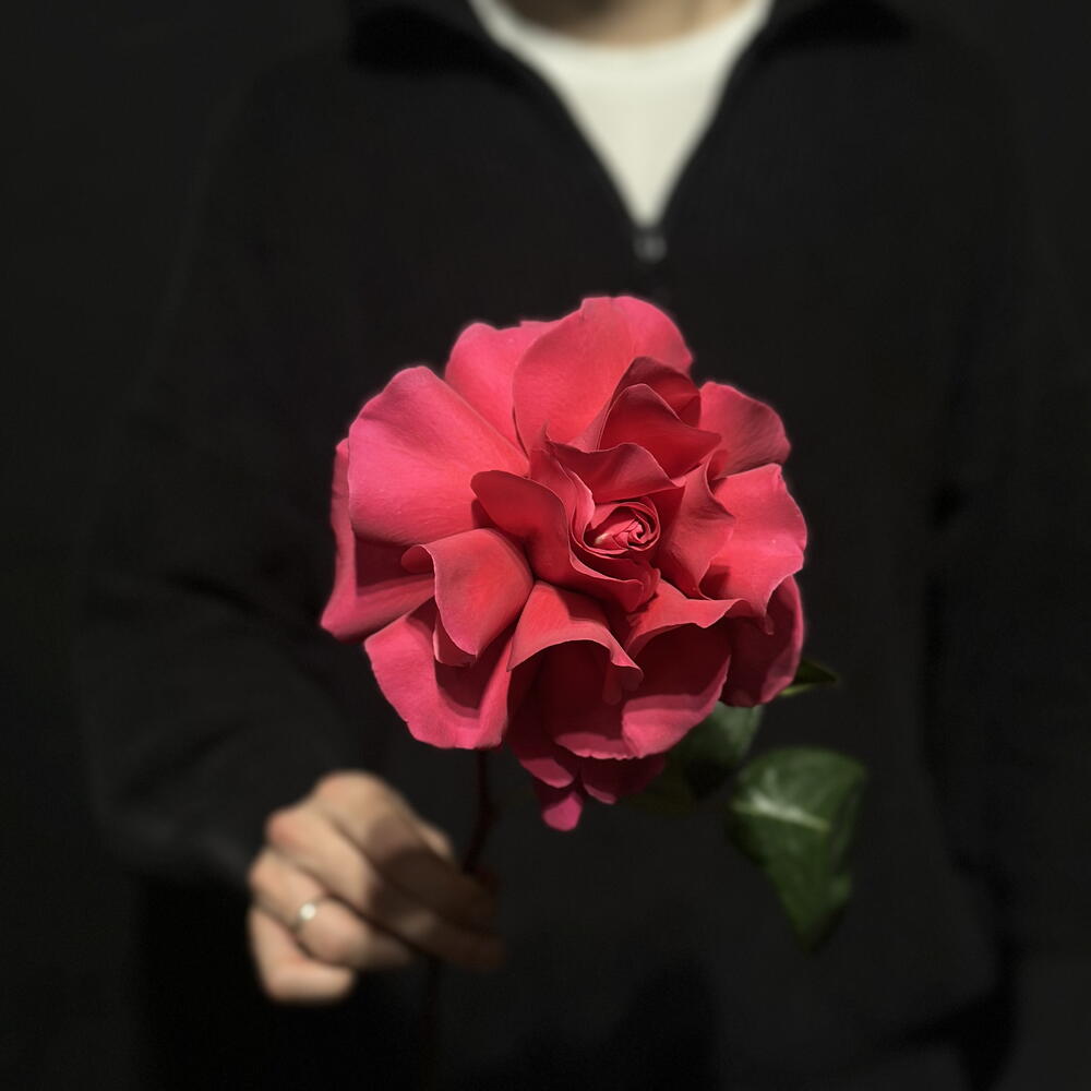 Французская Роза Pink