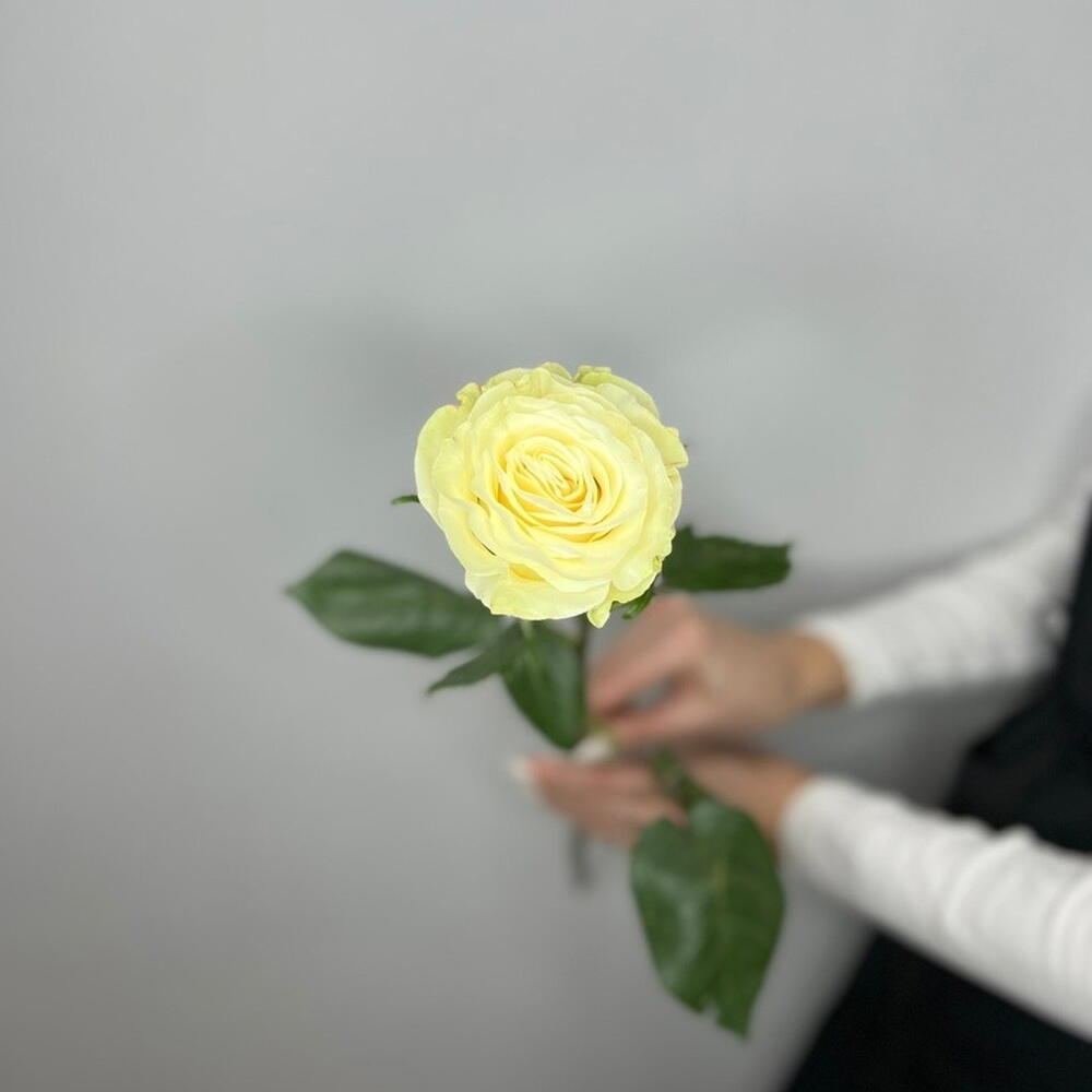 Роза белая Мондиаль