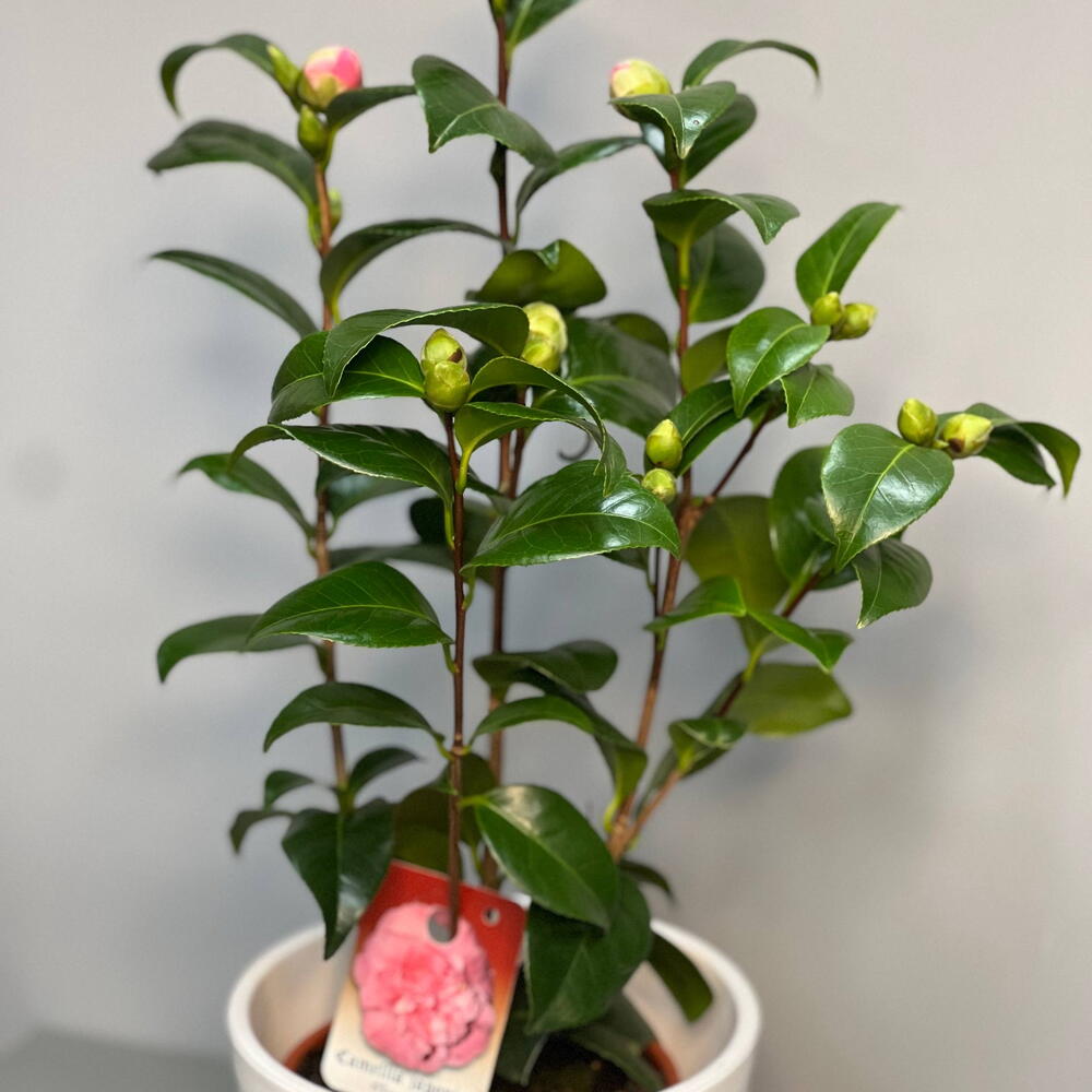 КАМЕЛИЯ (CAMELIA)