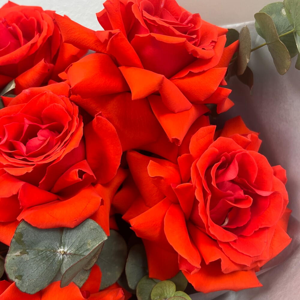 Стойкие розы Нина️🌹️