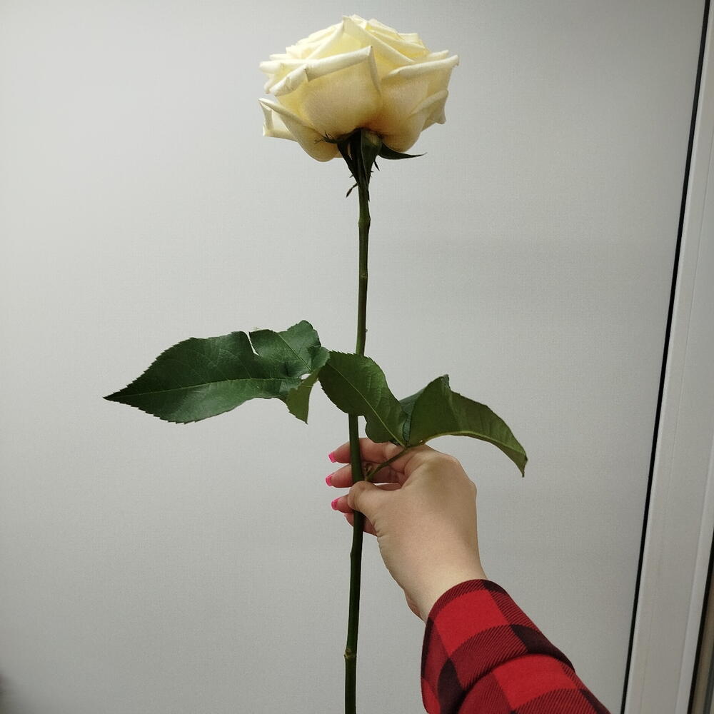 Роза Канделайт