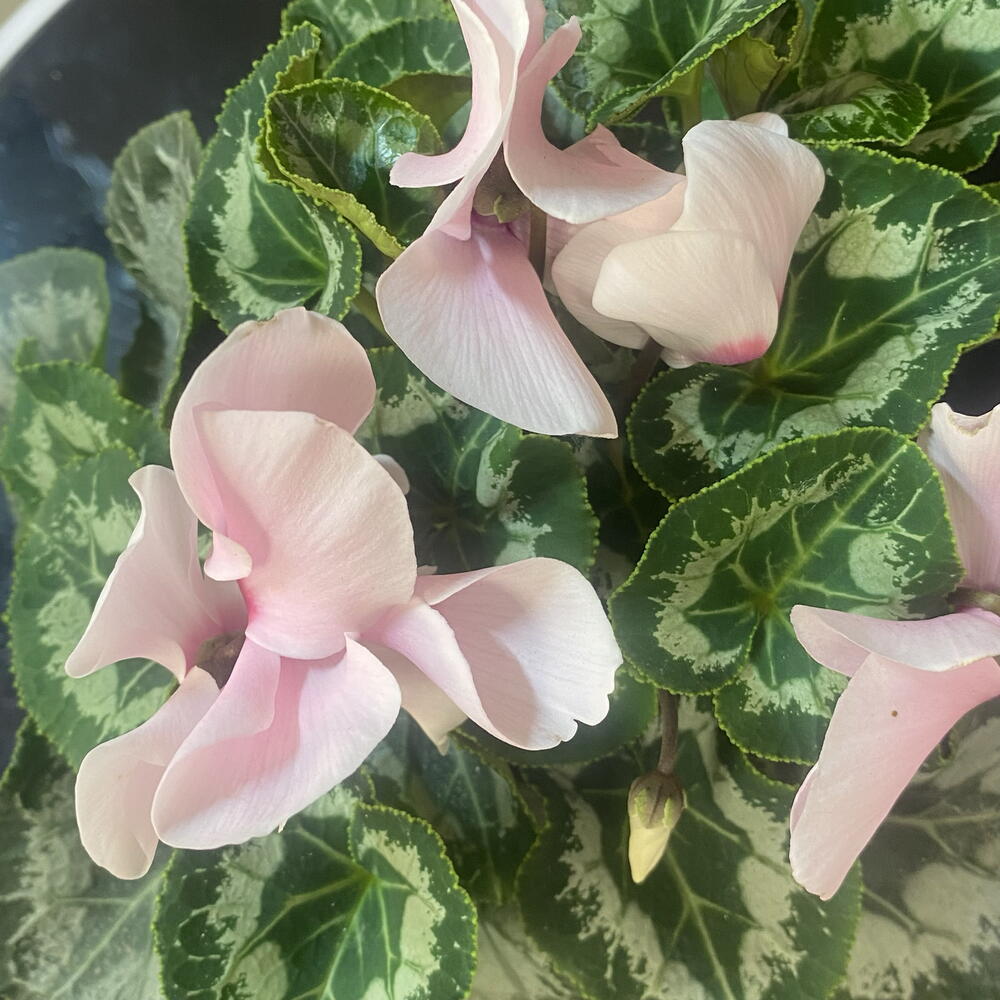 Цикламен в плетёной корзинке