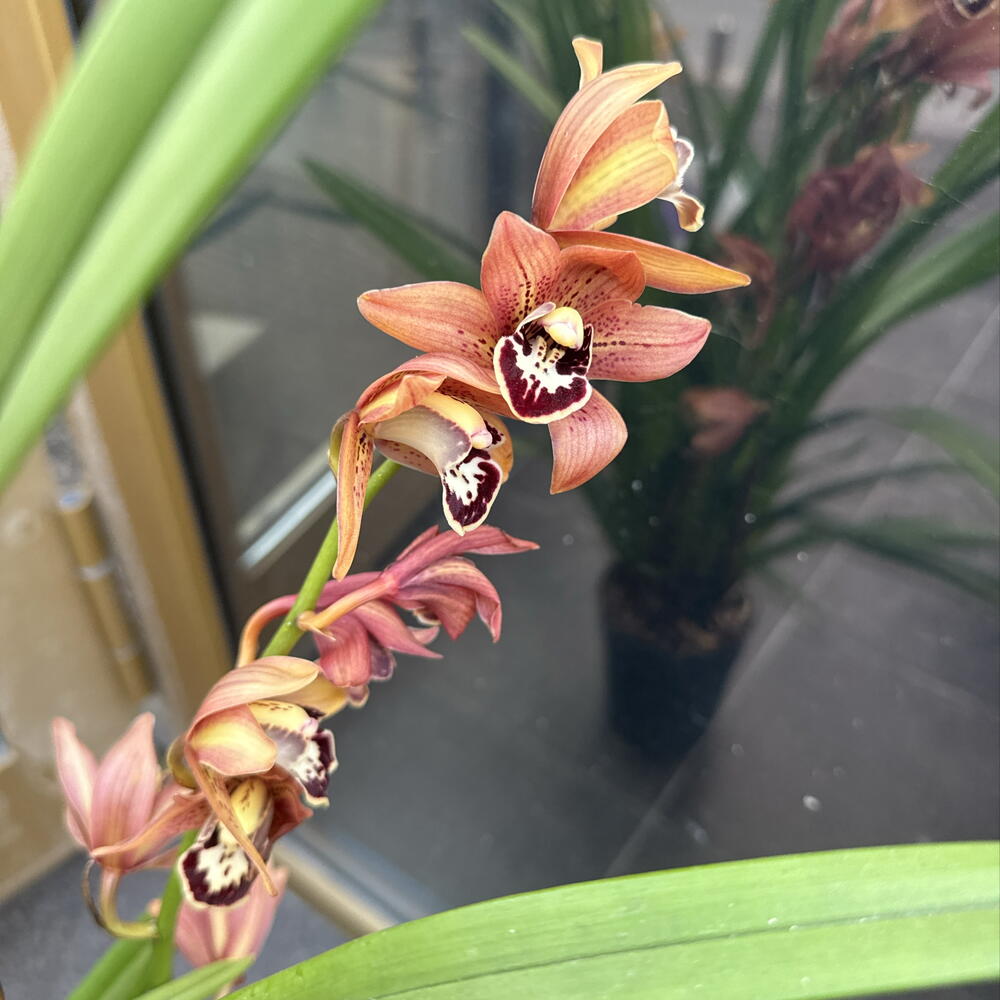 Орхидея / Orchidiva