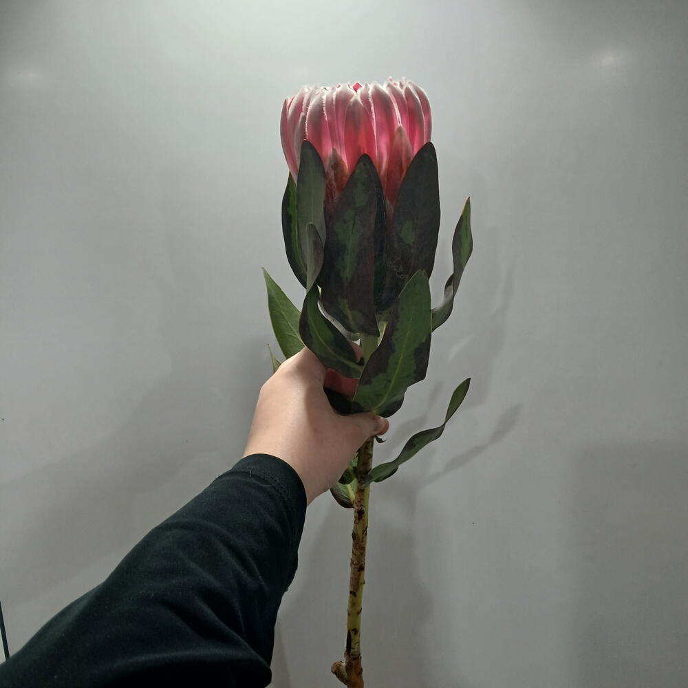 Протея поштучно
