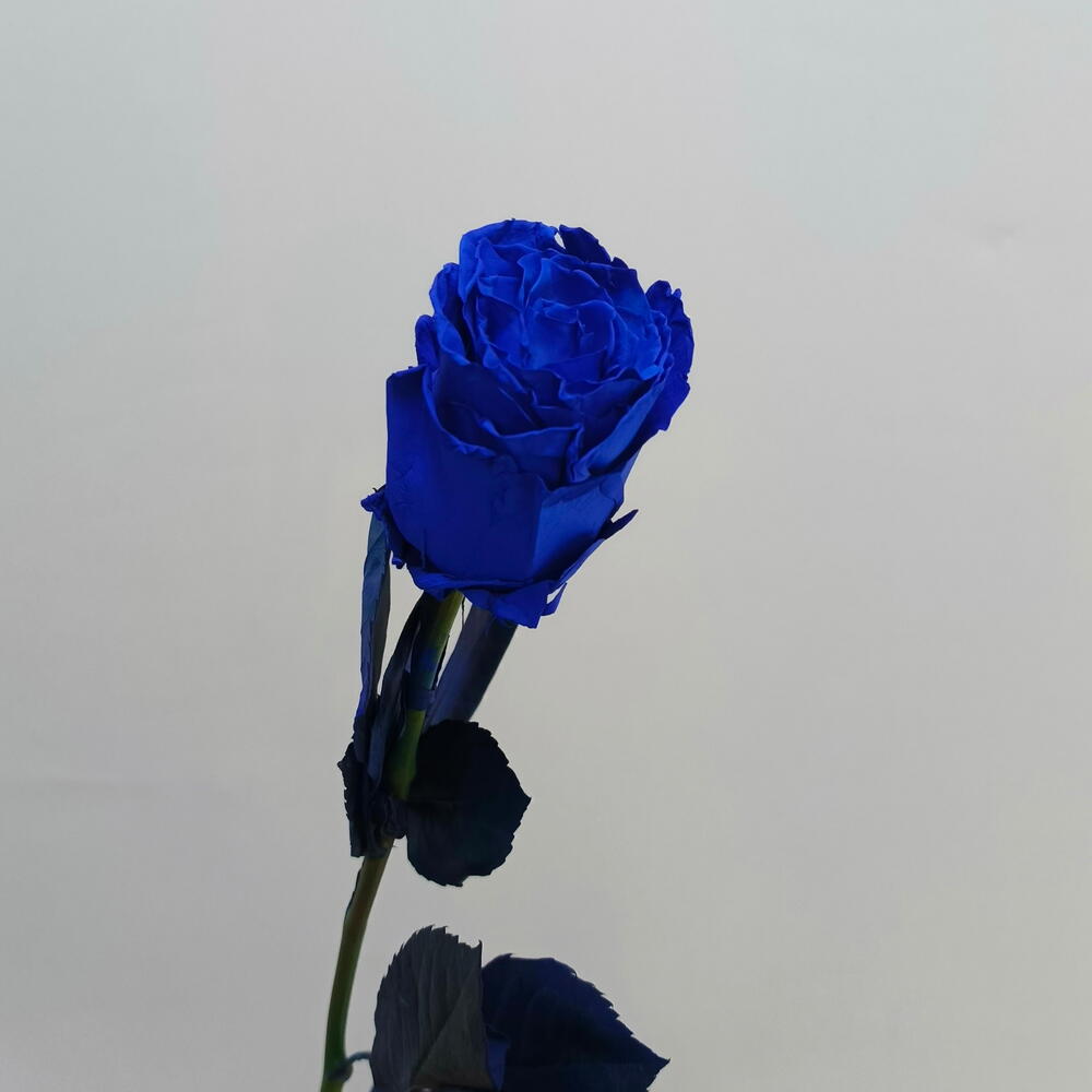 Роза синяя "Tinted blue"