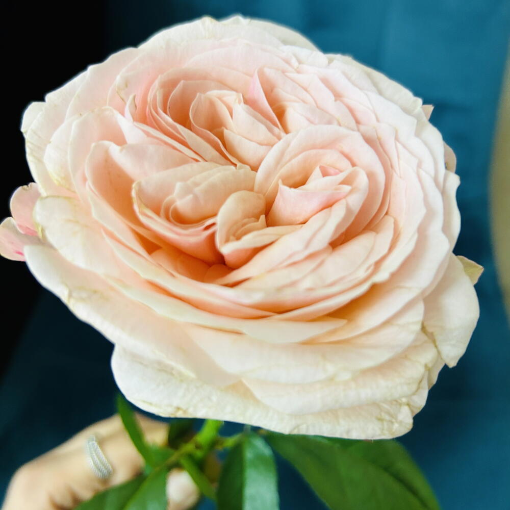 Пионовидная Роза 🌸