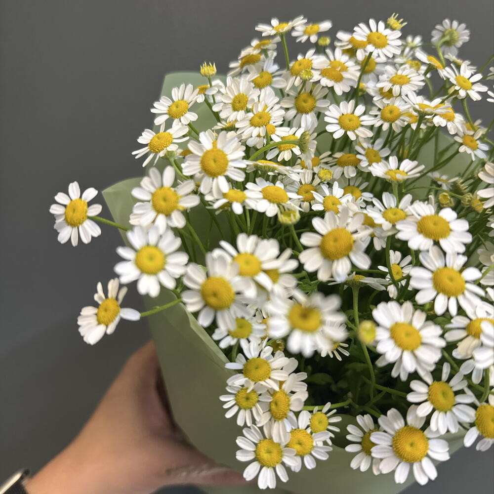 Композиция с ромашками
