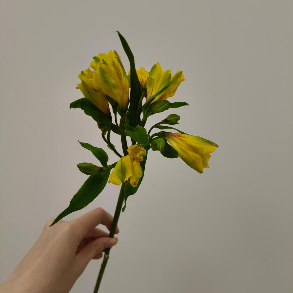 Альстромерия жёлтая