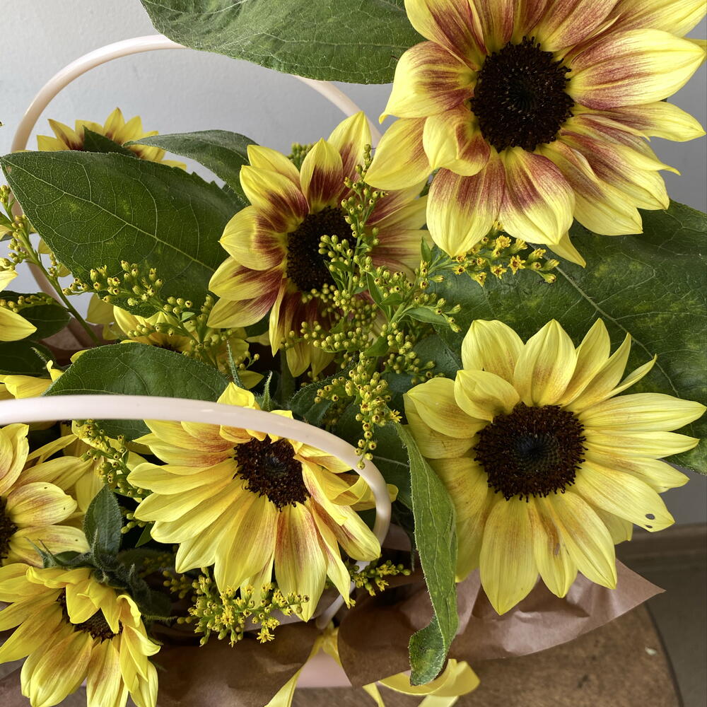 Солнечные подсолнухи 🌻